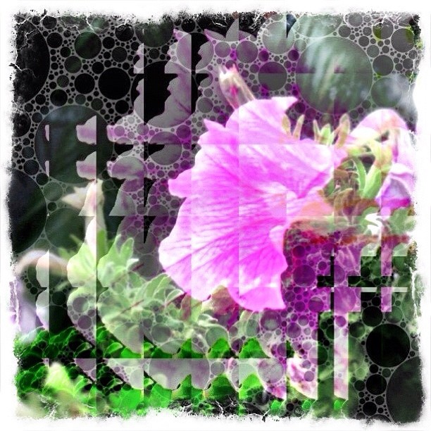 2012-01-15 OK, here's my Real #edit_me_flower @edit_me entry -- Please double-tap and show some <3