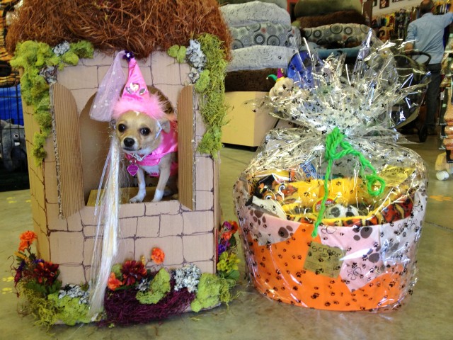 Pixie as Rapunzel | 1st Place Winner | Chihuahua